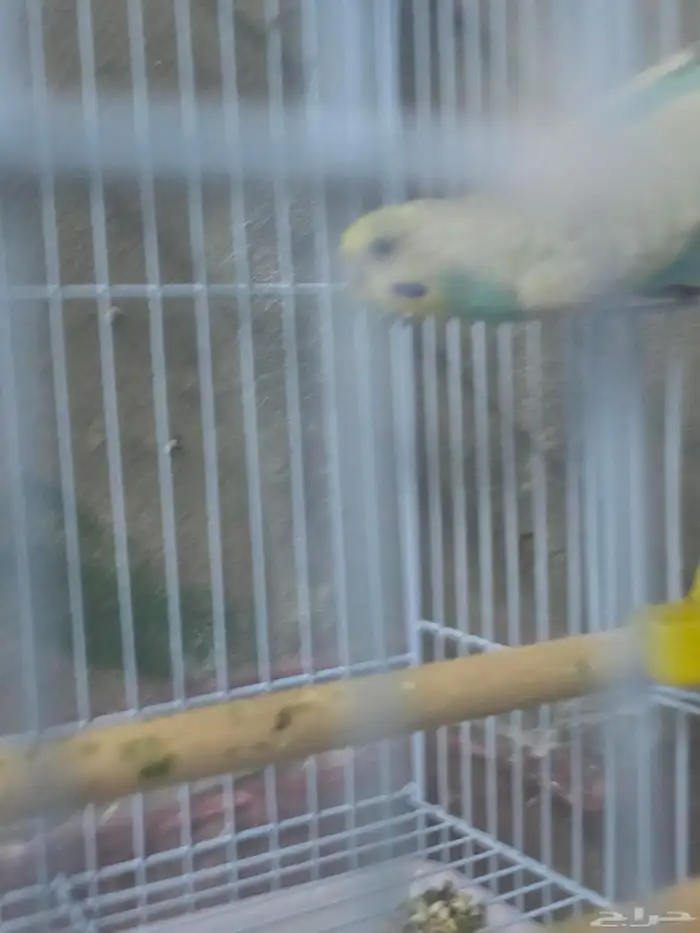 جوز بادجي للبيع 3