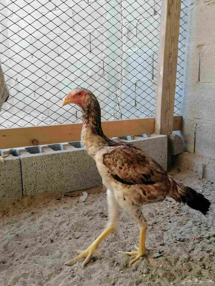 دجاج مكس حجازي بشامو ياباني بشاير 4 2