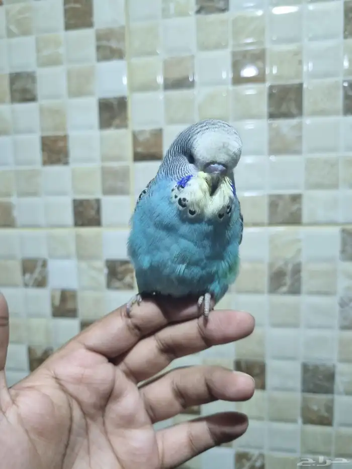 فرخ انجليزي اليف 4