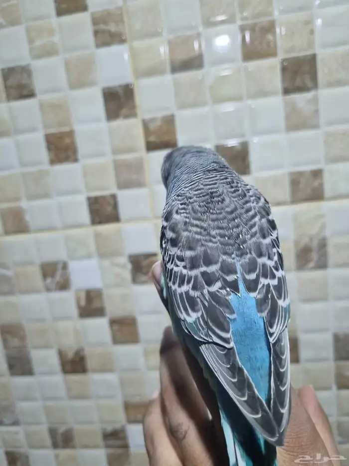 فرخ انجليزي اليف 0