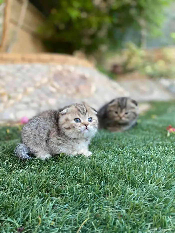 سكوتش فولد مطعمين الوان مميزة للبيع ولايوجد تبني 17