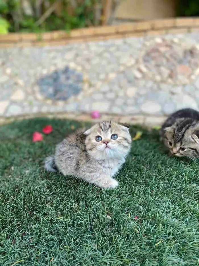 سكوتش فولد مطعمين الوان مميزة للبيع ولايوجد تبني 11