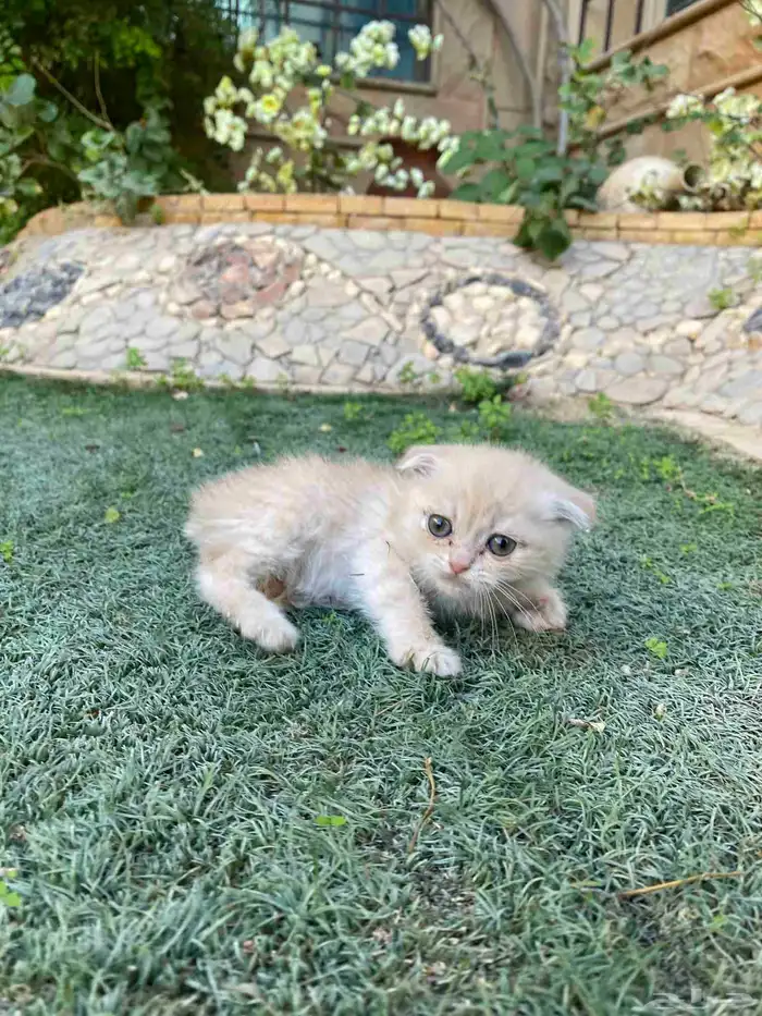 سكوتش فولد مطعمين الوان مميزة للبيع ولايوجد تبني 4