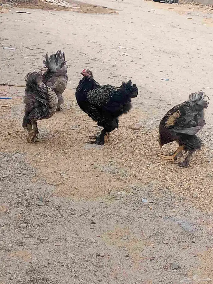 ديوك براهما 0