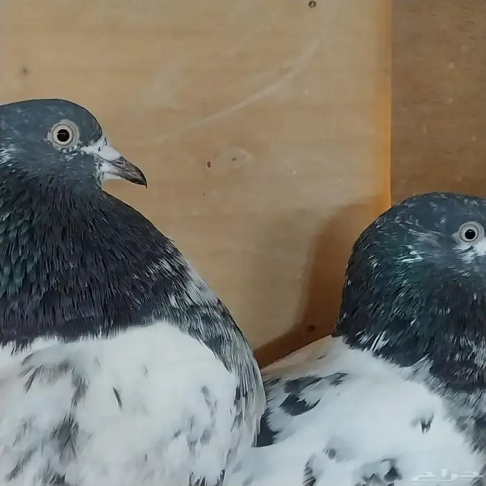 حمام باكستاني تربية محكر نظيف وخالي من الأمراض 3