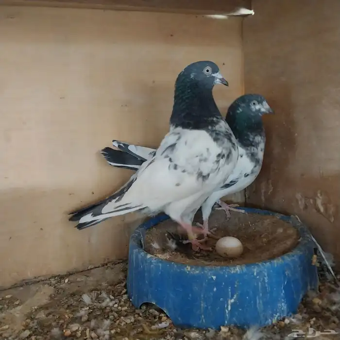 حمام باكستاني تربية محكر نظيف وخالي من الأمراض 0