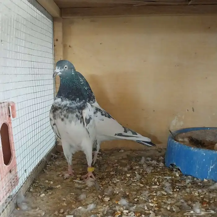 حمام باكستاني تربية محكر نظيف وخالي من الأمراض 2