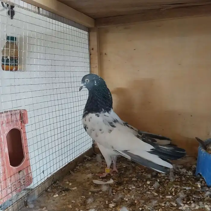 حمام باكستاني تربية محكر نظيف وخالي من الأمراض 1