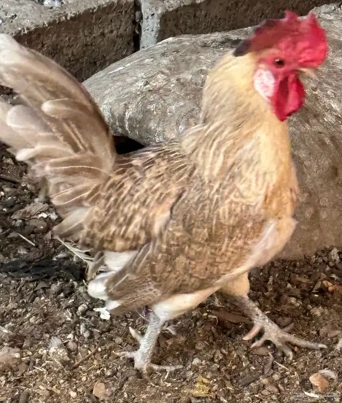 ديك بعمر ثلاث سنوات 2ديك بعمر ست شهور 0