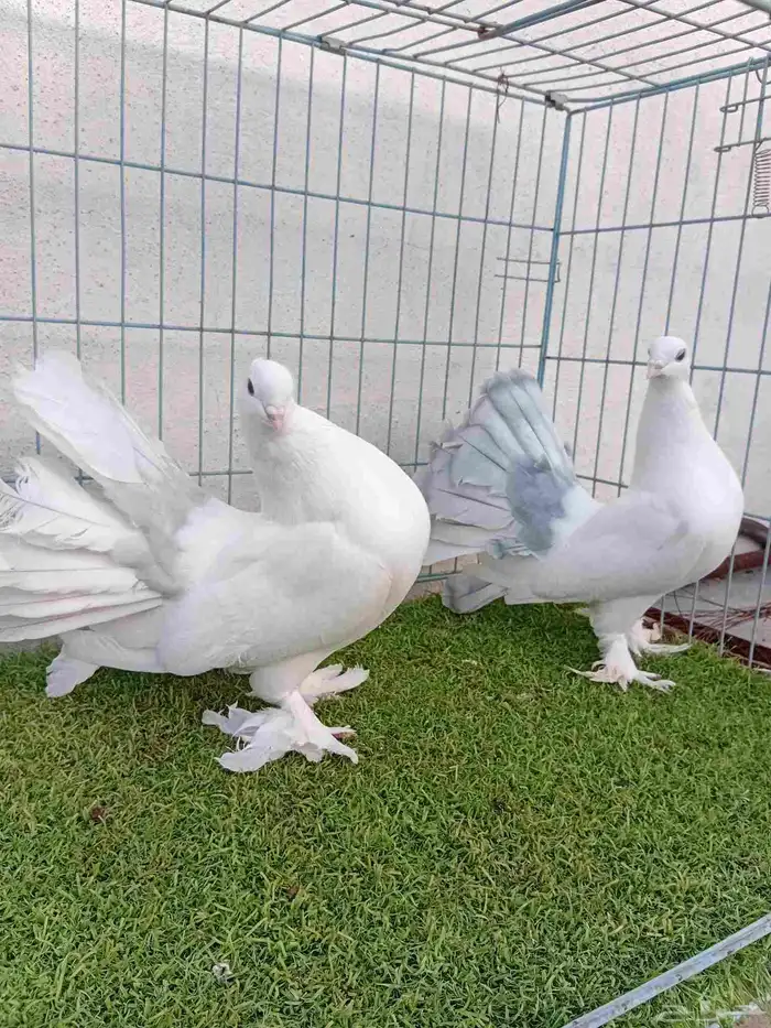 فرايد رقاص هندي مذيله 1