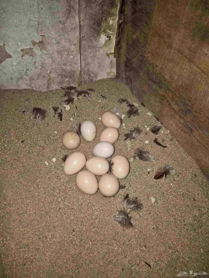 دجاجه سنديه على بيضها 2