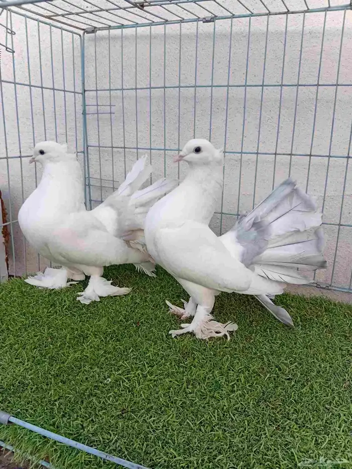 فرايد رقاص هندي مذيله 5