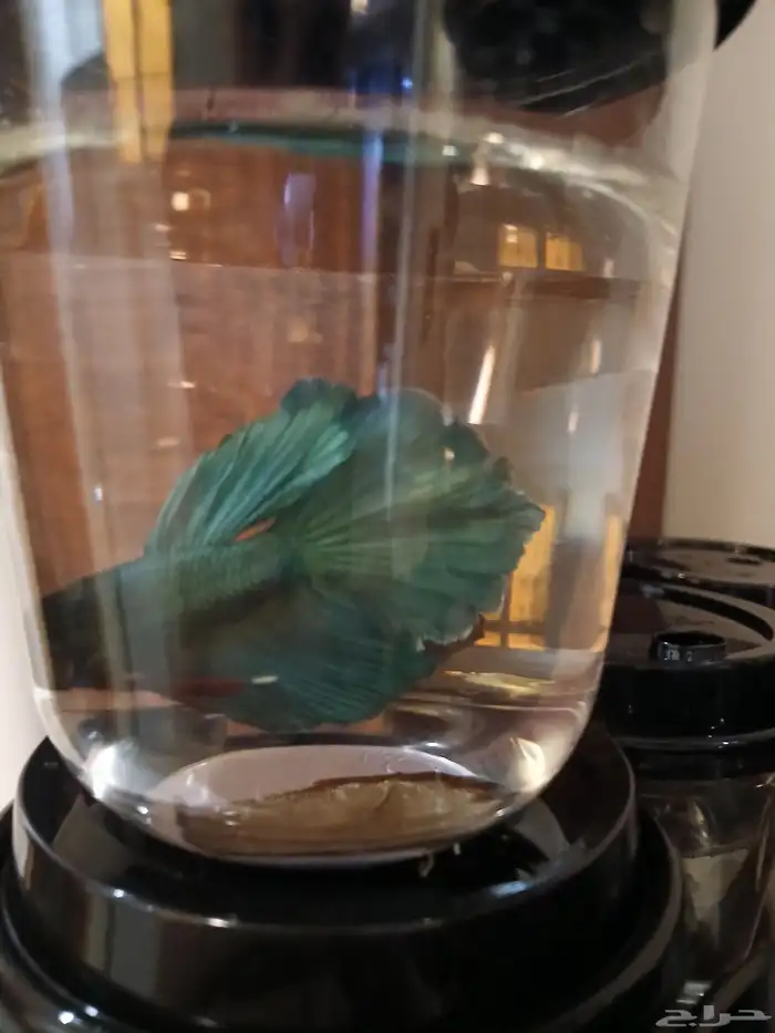 سمك فايتر فل مون ذكور 7