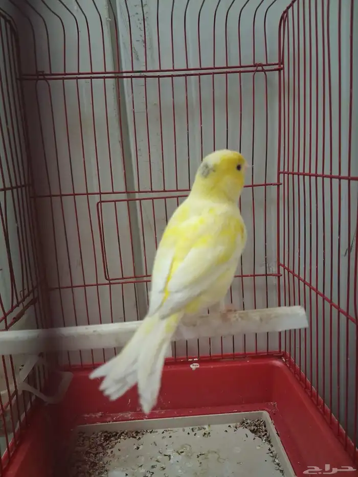 ذكر كناري وتر سلاجر دم صافي شرط 0