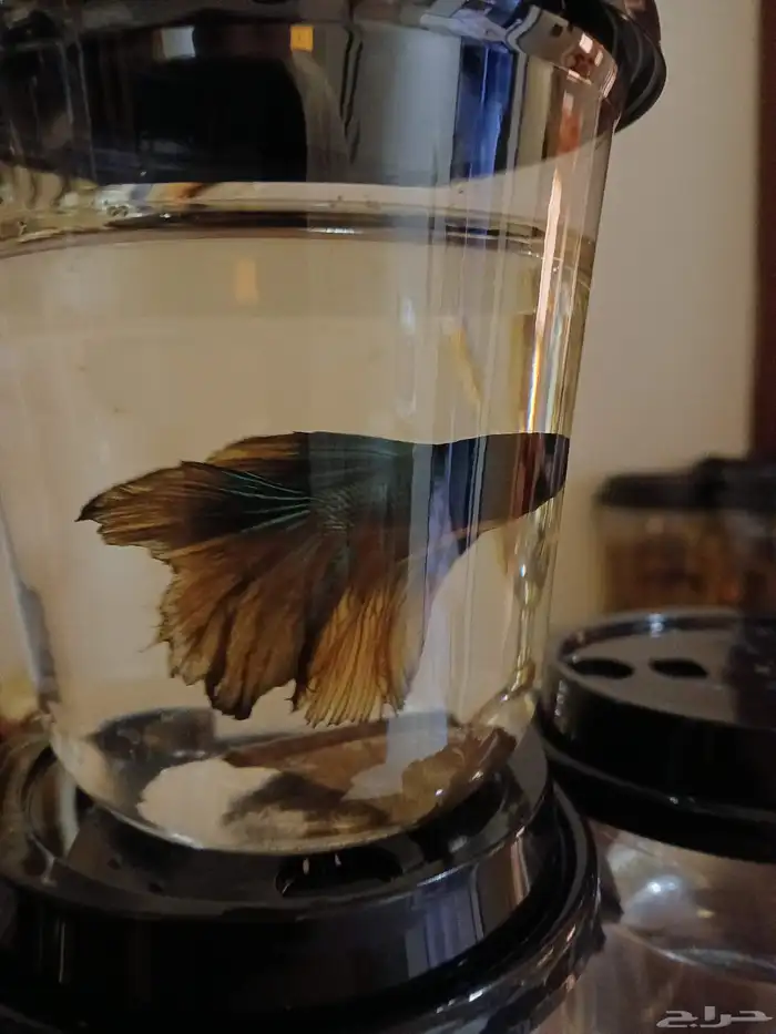 سمك فايتر فل مون ذكور 4