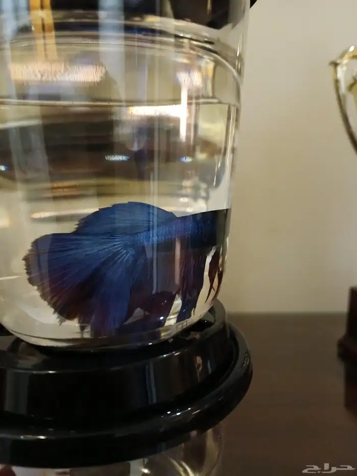 سمك فايتر فل مون ذكور 3