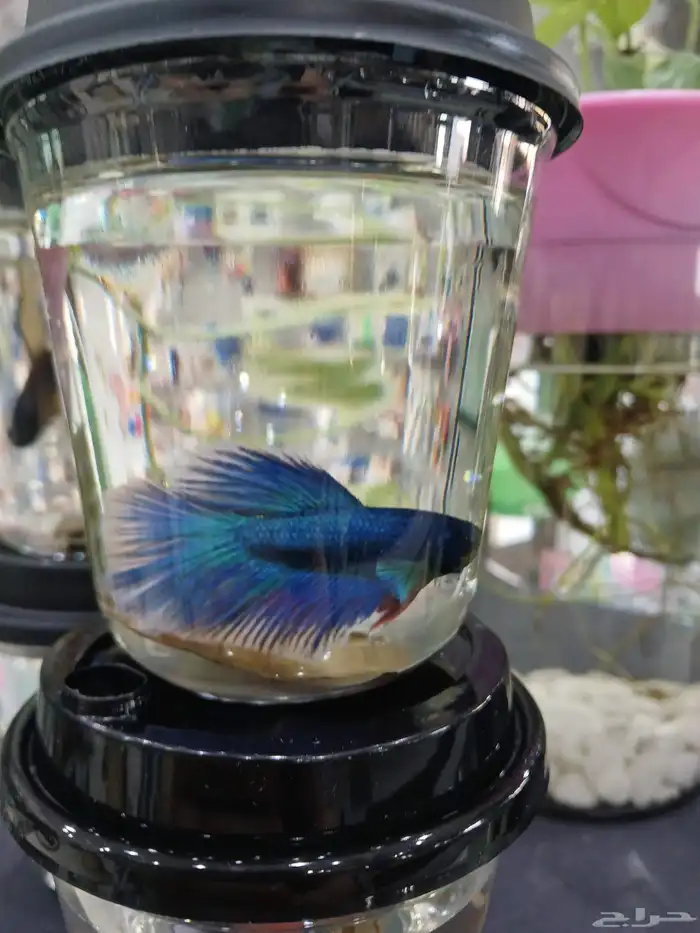 سمك فايتر فل مون ذكور 2