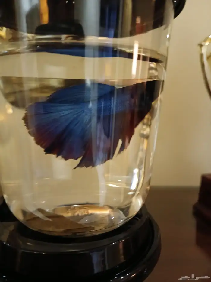 سمك فايتر فل مون ذكور 5