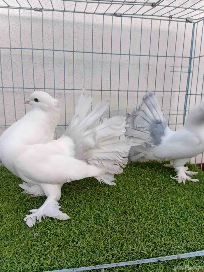 فرايد رقاص هندي مذيله 3