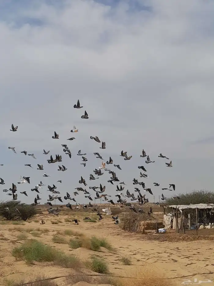 حمام بلدي الجوز ب 10 2