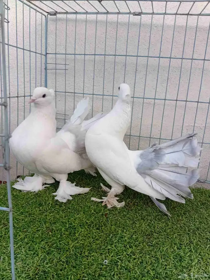 فرايد رقاص هندي مذيله 4