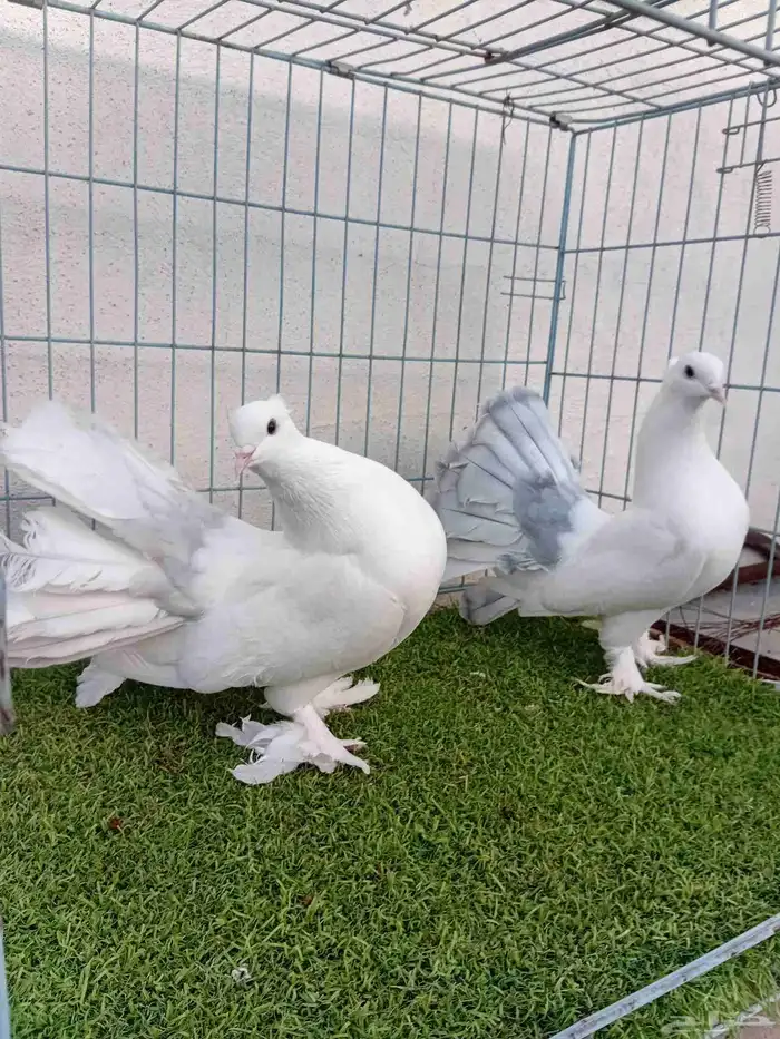 فرايد رقاص هندي مذيله 0