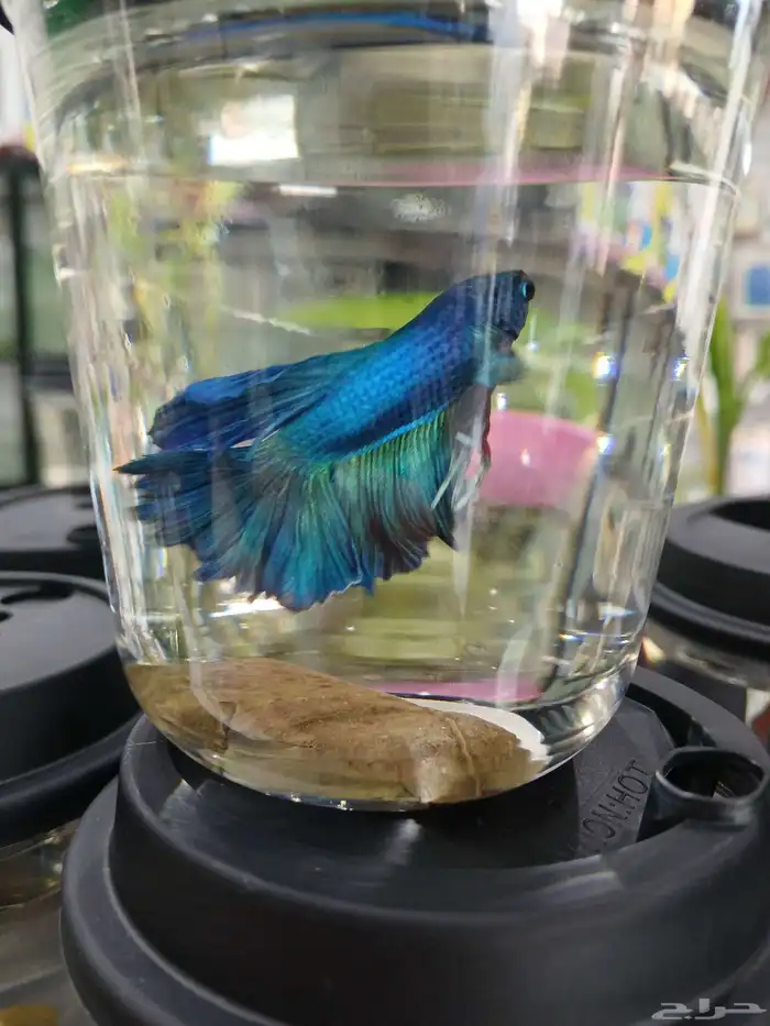 سمك فايتر فل مون ذكور 1