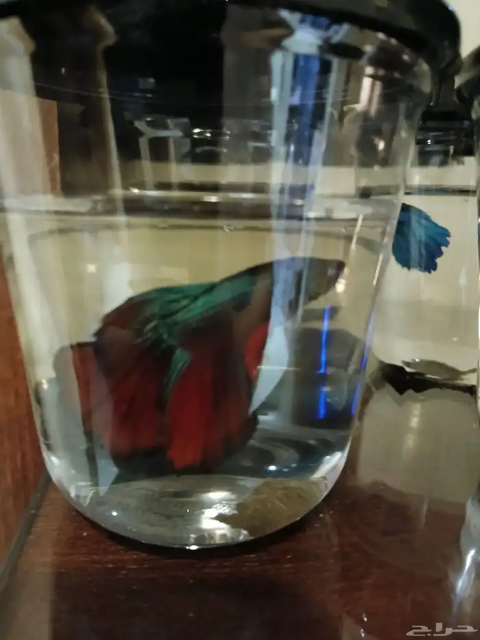 سمك فايتر فل مون ذكور 6