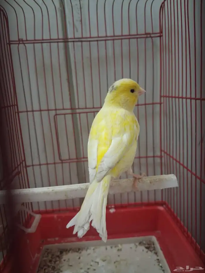 ذكر كناري وتر سلاجر دم صافي شرط 2