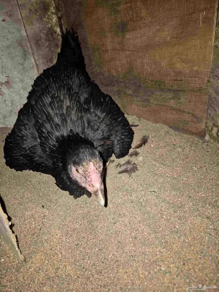 دجاجه سنديه على بيضها 0