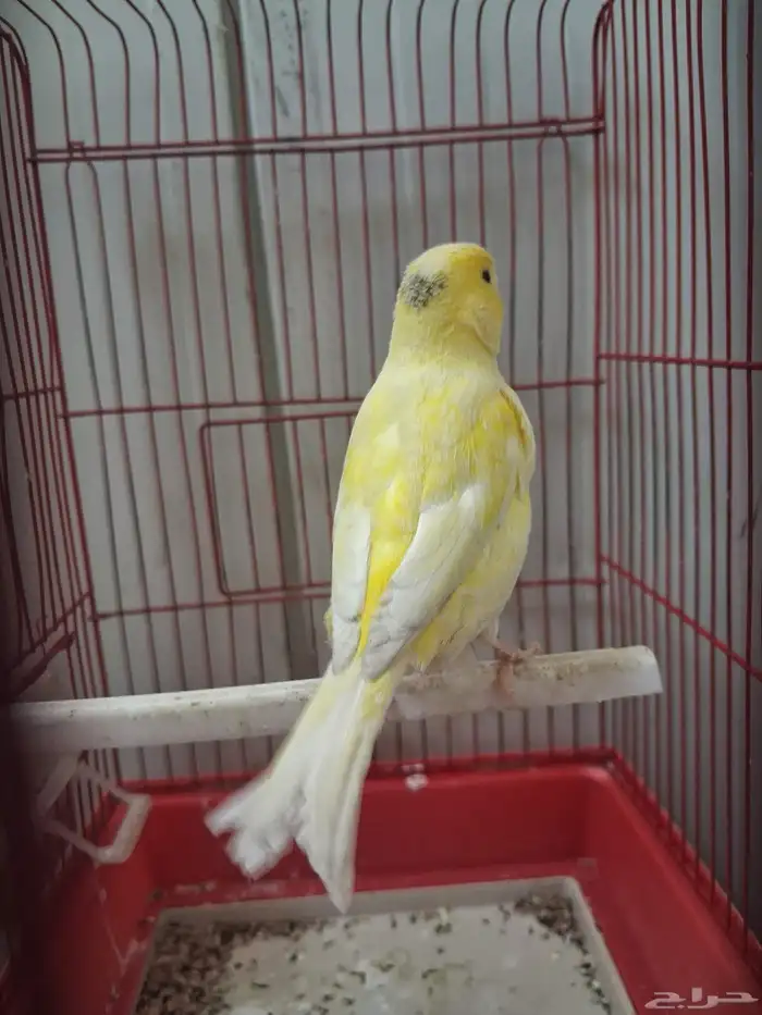 ذكر كناري وتر سلاجر دم صافي شرط 1