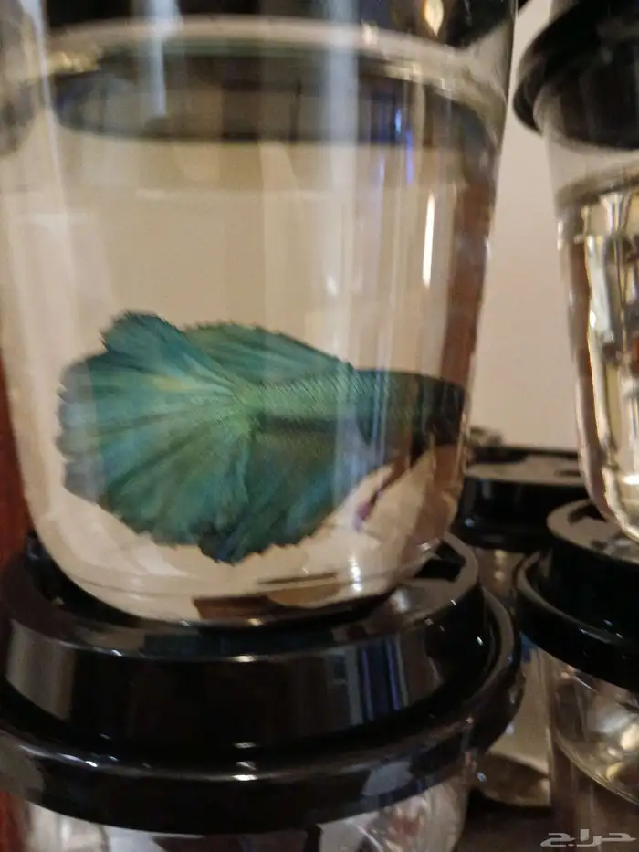 سمك فايتر فل مون ذكور 8