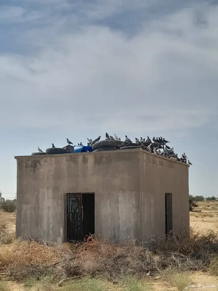 حمام بلدي الجوز ب 10 1