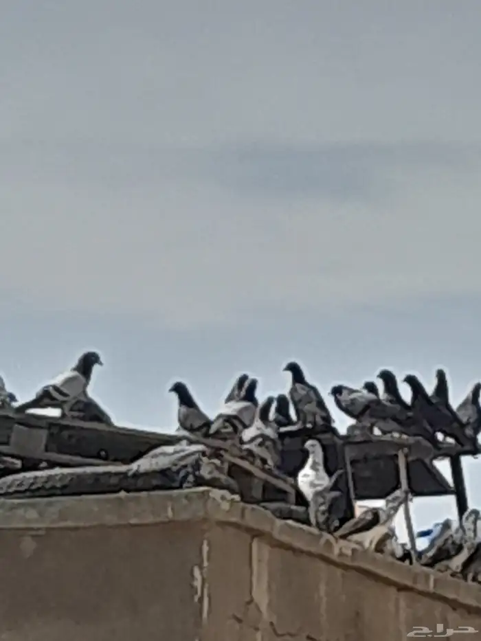 حمام بلدي الجوز ب 10 0