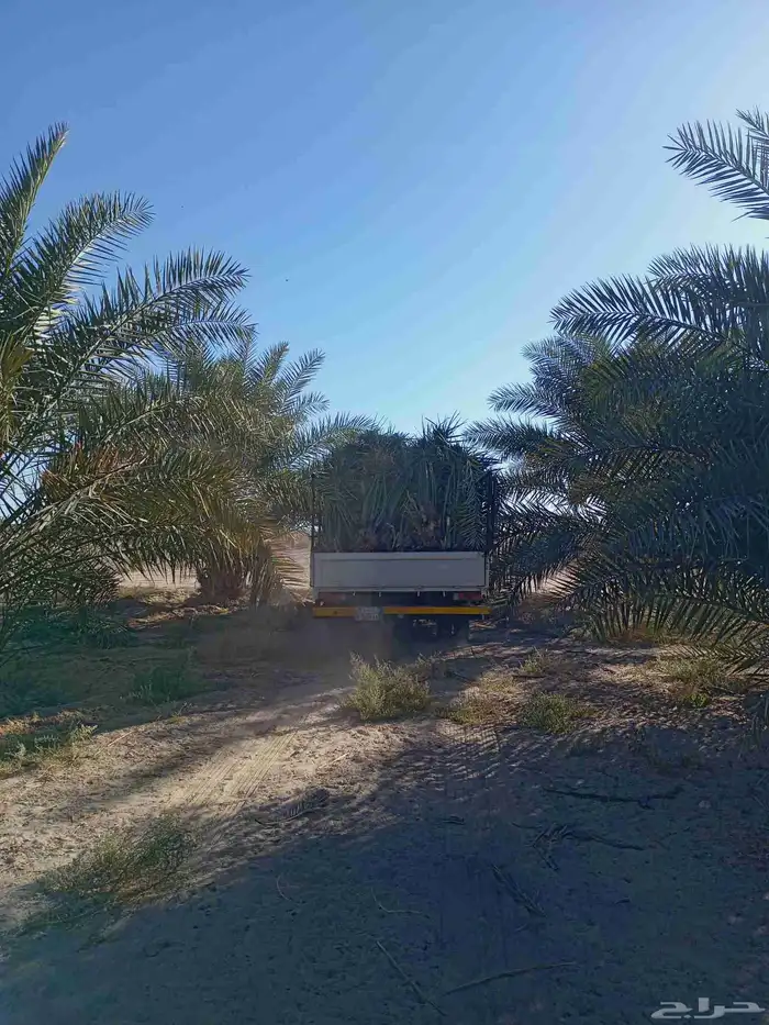 مقاول نخل عربي ونخل واشنطني وجميع انواع الاشجار 10