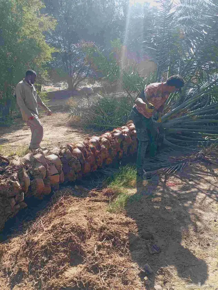 مقاول نخل عربي ونخل واشنطني وجميع انواع الاشجار 7