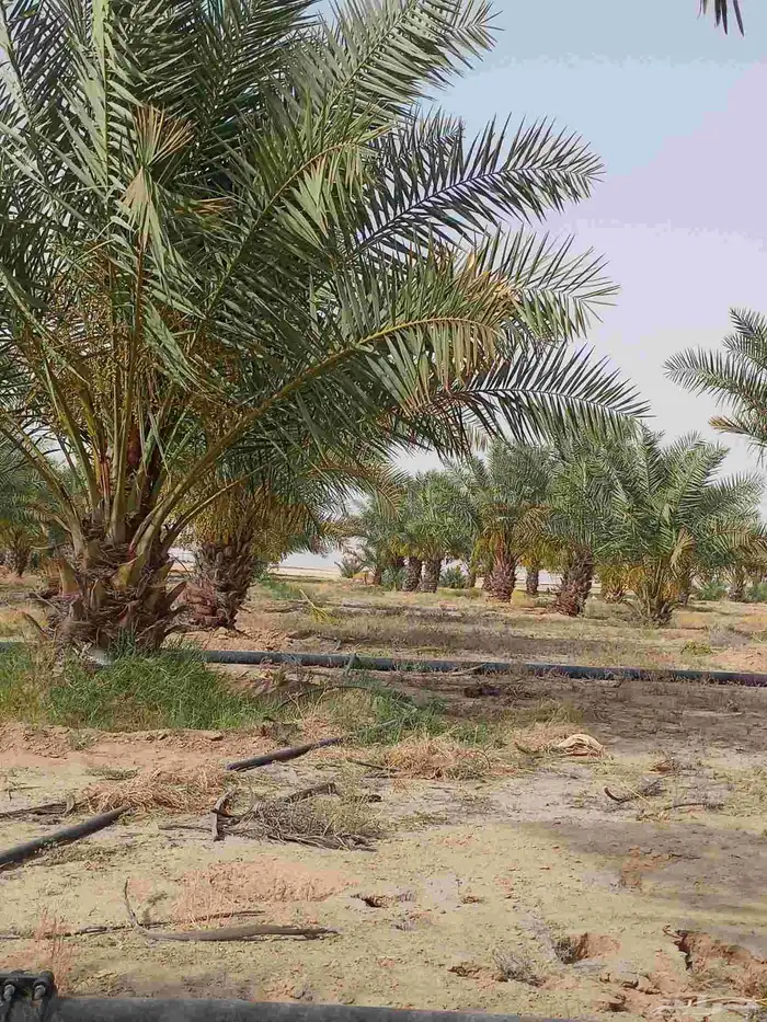 مقاول نخل عربي ونخل واشنطني وجميع انواع الاشجار 20