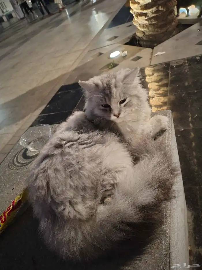 حي البوادي 0