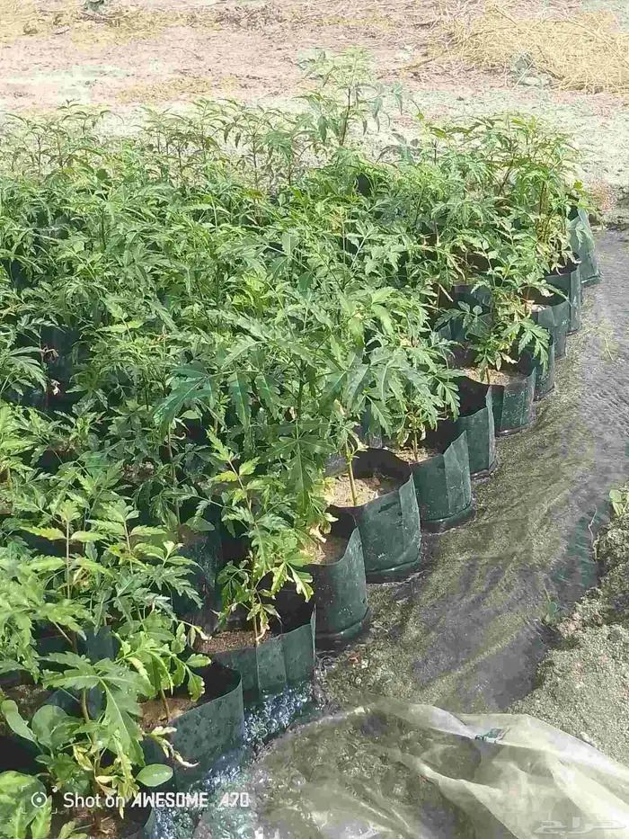 شتلات نيم للبيع العدد 1000 1