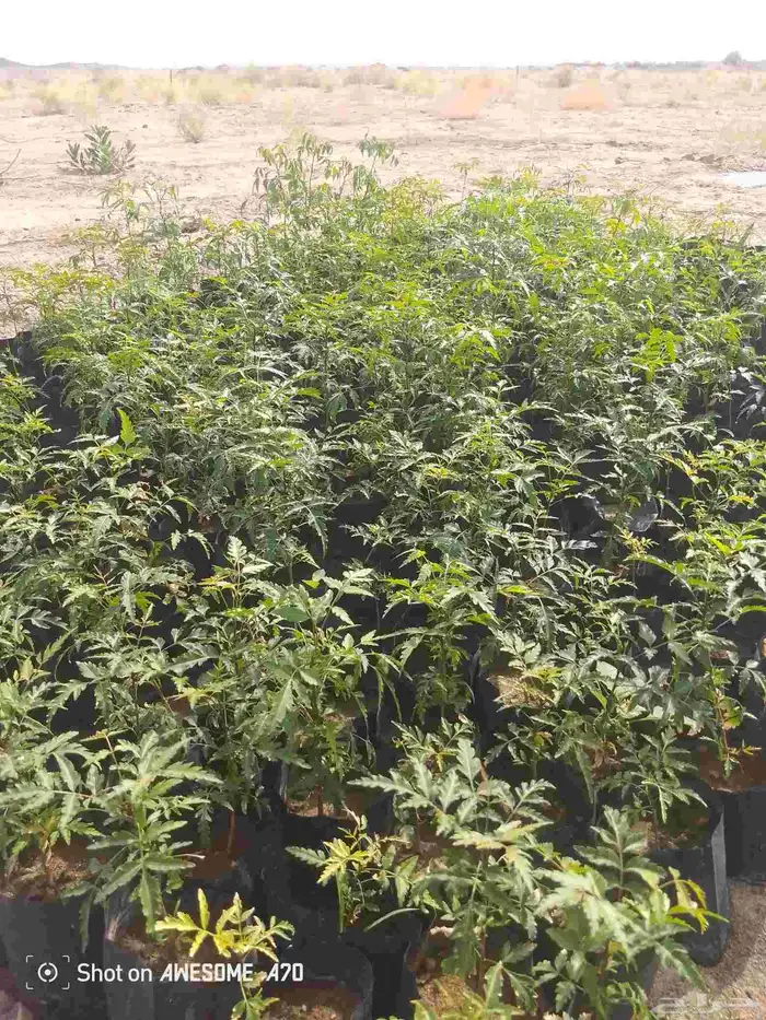 شتلات نيم للبيع العدد 1000 0