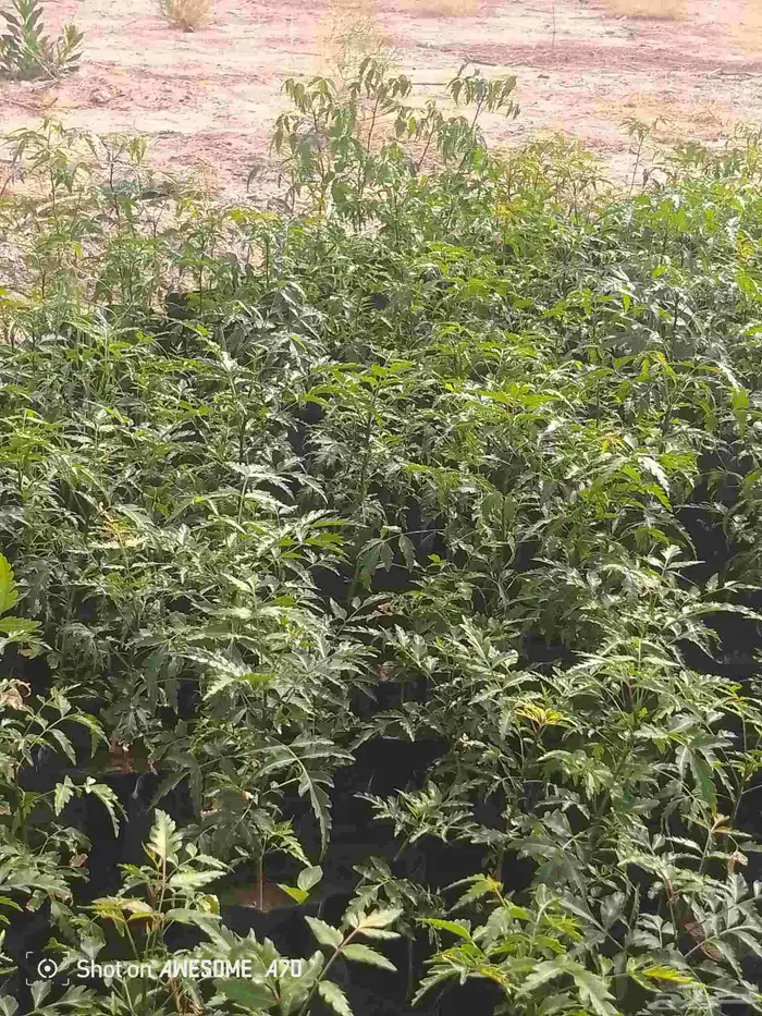 شتلات نيم للبيع العدد 1000 2