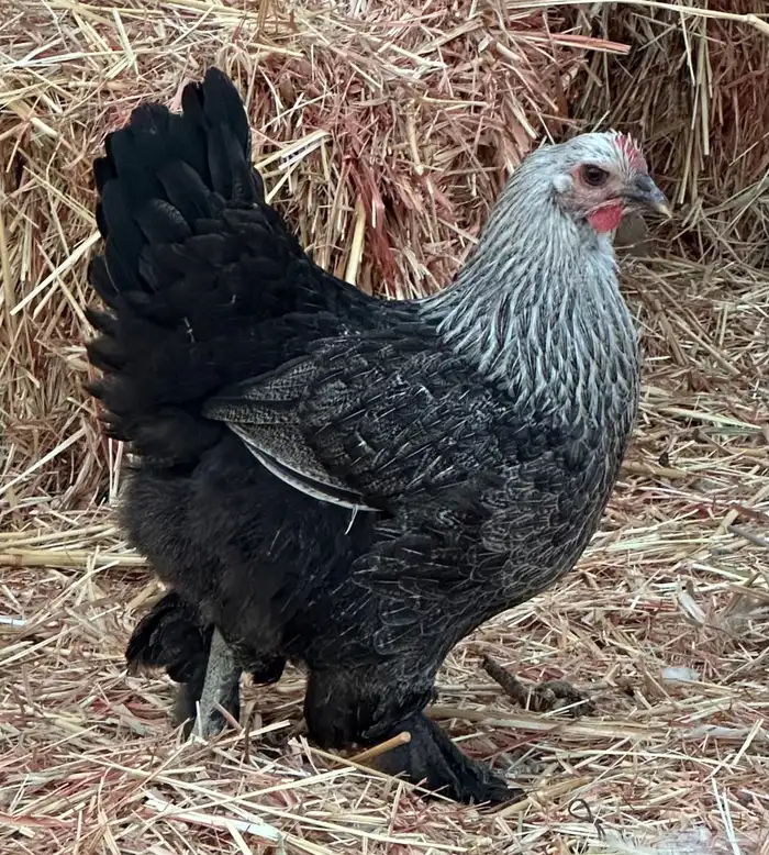 ديوك براهما وأطقم براهما دجاجة وديك 6