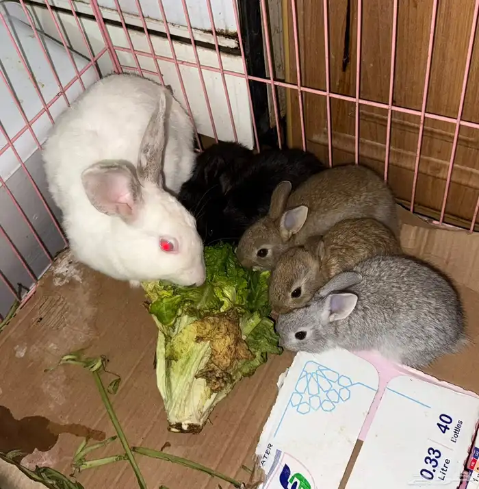 ارانب للبيع 0