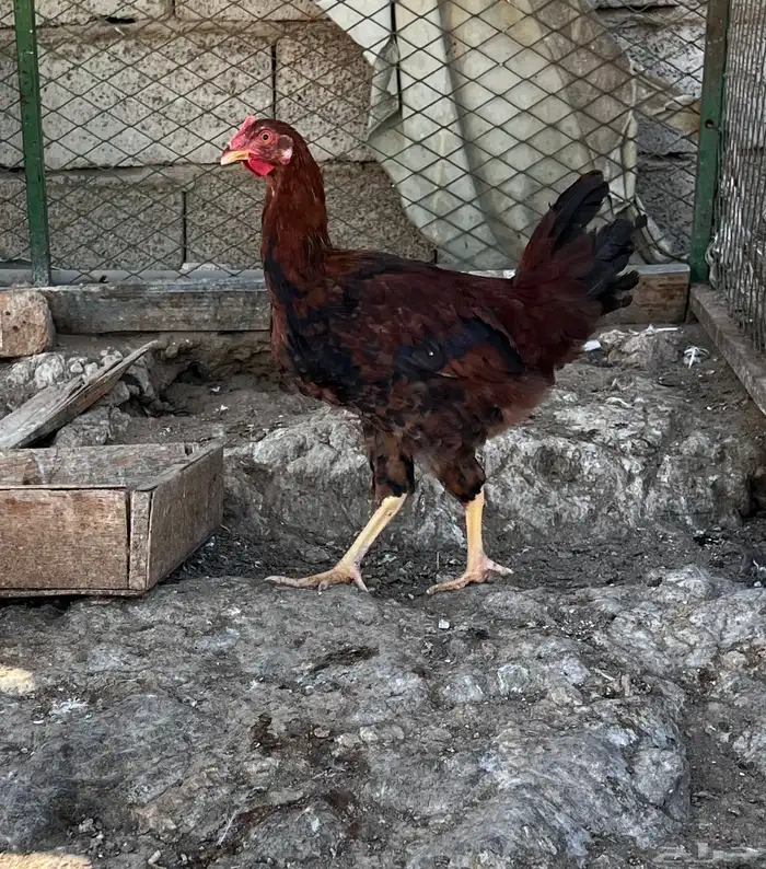 دجاج فرنسي 2