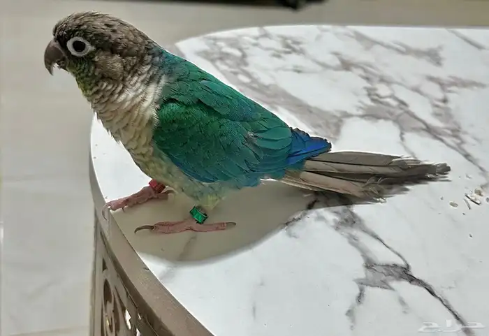 كنيور تركواز يلو سايد ذكر محلل بشهادة 1