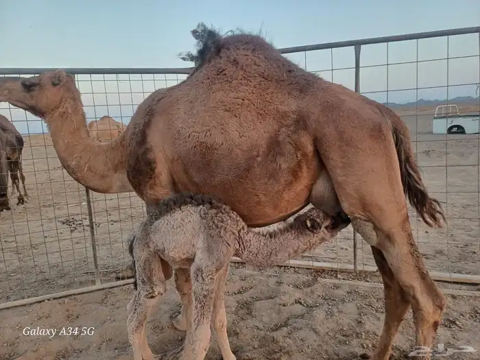 خلفه بالحمض تم البيع 1