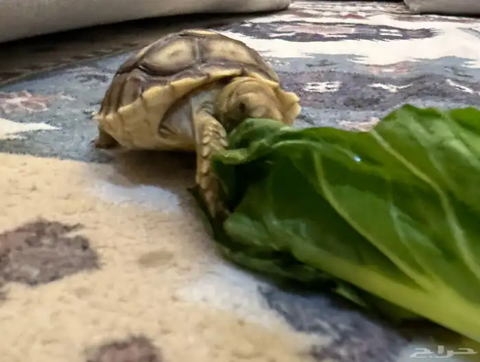 سلحفاة سولكاتا صغيرة 4