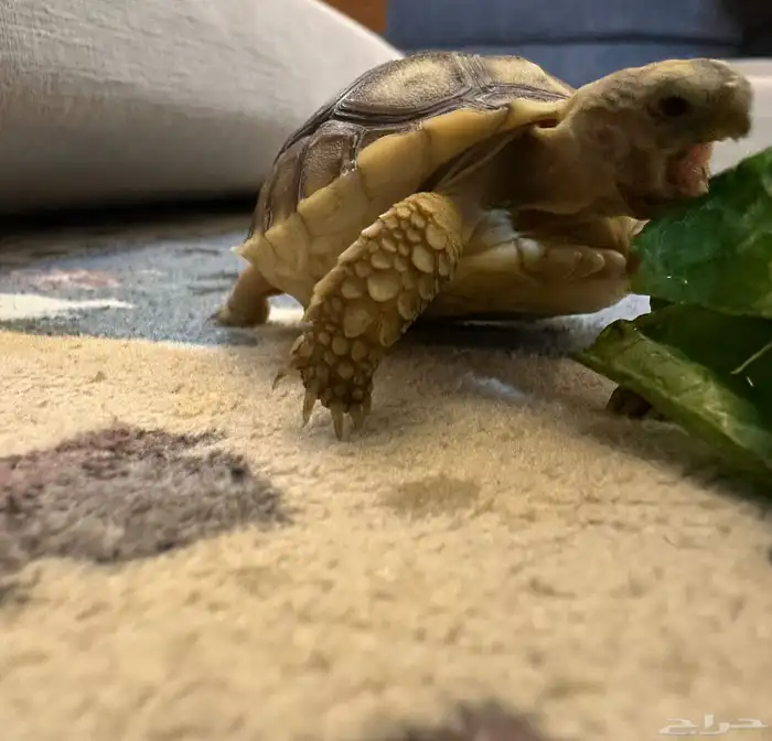 سلحفاة سولكاتا صغيرة 3