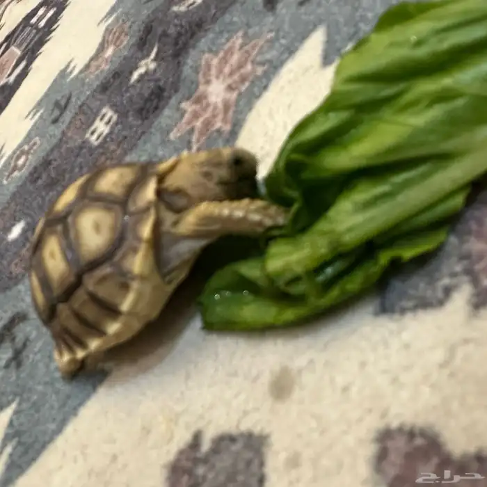 سلحفاة سولكاتا صغيرة 2