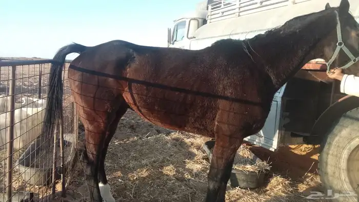 حصان انقلينزي الطبع مع البل مشاءالله 1